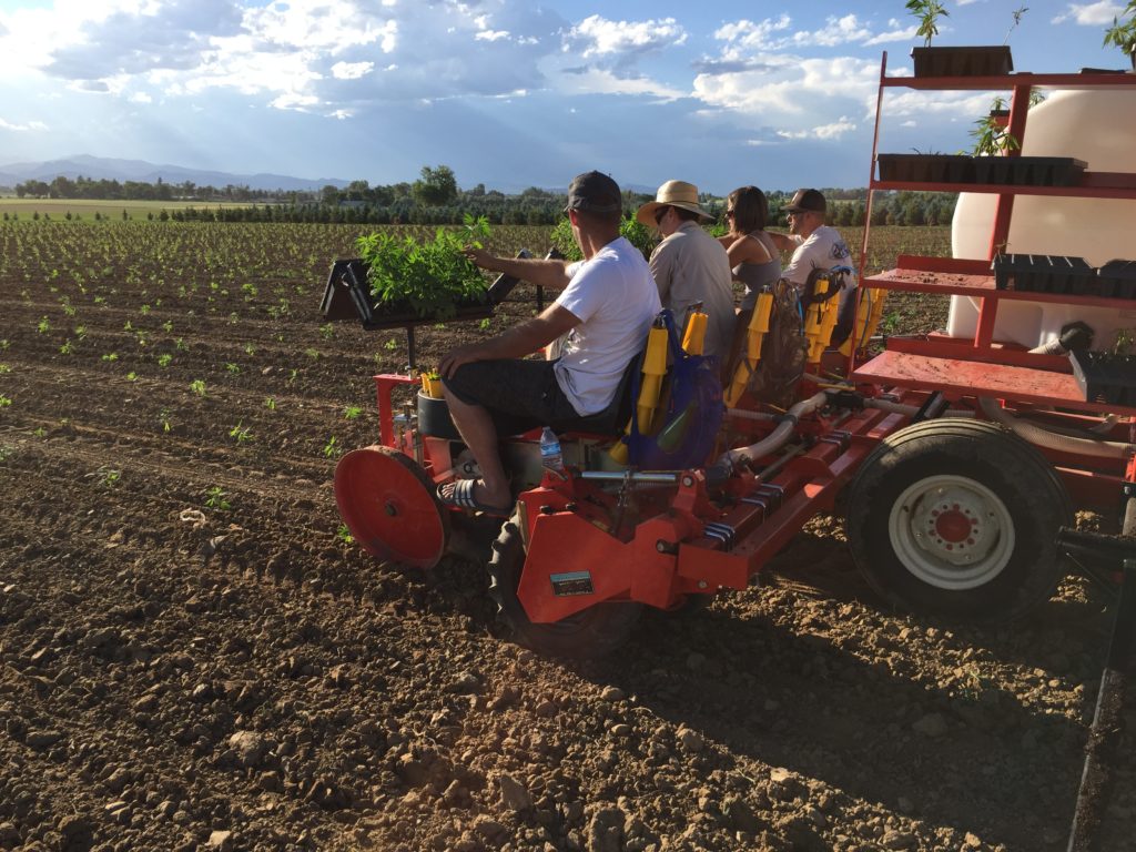 HEMP transplanting on Fitz farm with the C&M (Checchi & Magli) transplanter, Trium Model