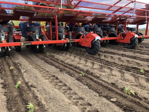 Transplanting Hemp with C&M Trium Model Transplanter