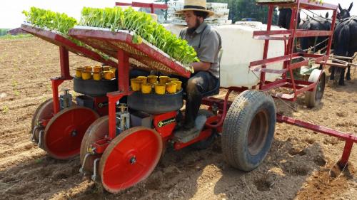 Trium, Amish planting tobacco
