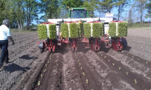 Trium-4-row planting tobacco