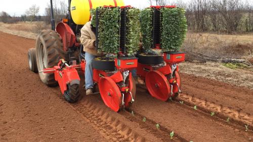 Trium 2-row planting turnips in New England